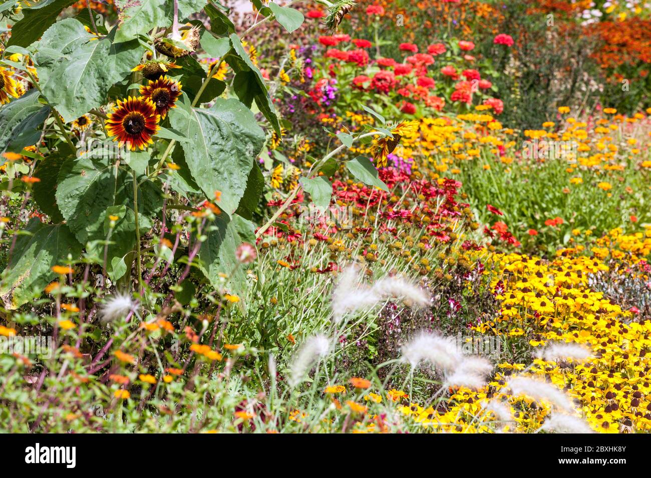 Colorful Summer Garden Sunflowers Zinnias Yellow Red Flower Bed August Flowers Colourful Flowerbed Mixed Plants Border Decorative Cottage garden Stock Photo