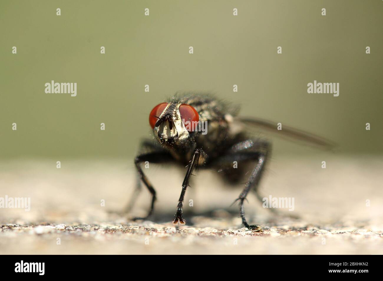Sarcophagid (flesh) fly on wall against green background, England Stock Photo