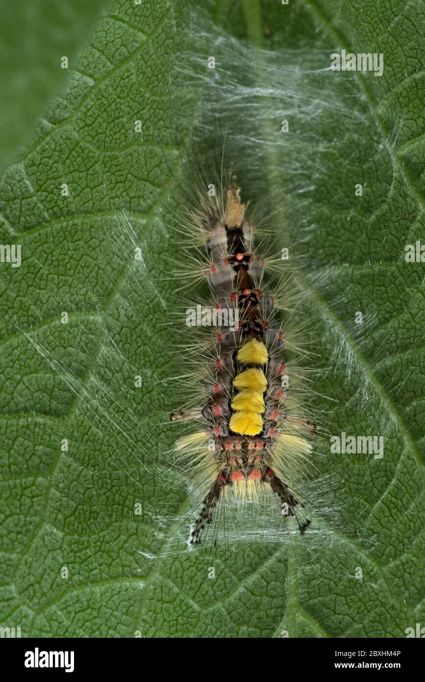 On the underside of this leaf a vapourer catterpillar undertakes the initial stages of weaving a cocoon, with the aim to turn into a rusty tussock mot Stock Photo