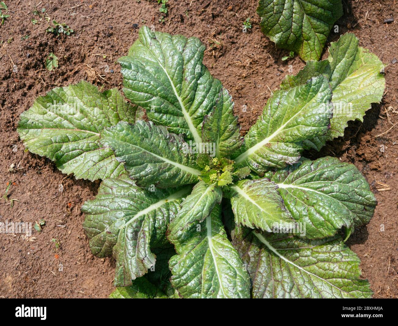 Giant Red Mustard plants in a vegetable garden. Stock Photo