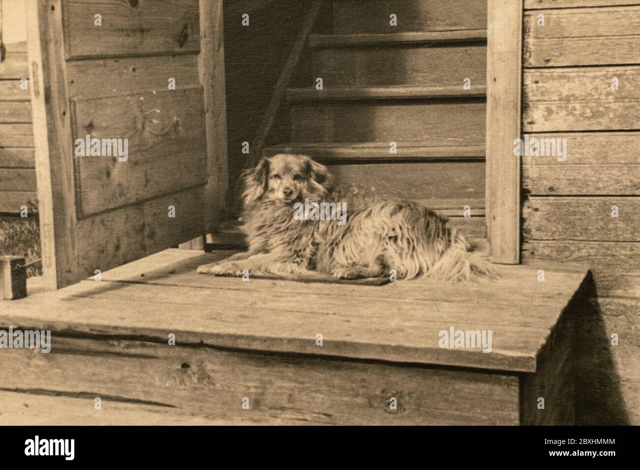 Latvia - CIRCA 1930s: Portrait of dog at wooden house entrance. Vintage archive photography Stock Photo