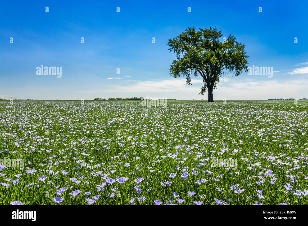 A lone cottonwood tree in a blooming flax field near Myrtle, Manitoba, Canada. Stock Photo