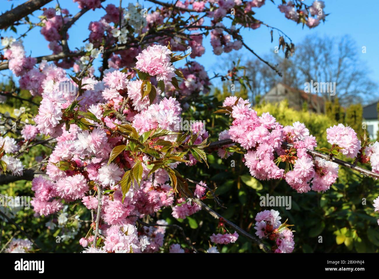 Beautiful flowering almond tree (Prunus triloba) in the garden. Spring time Stock Photo