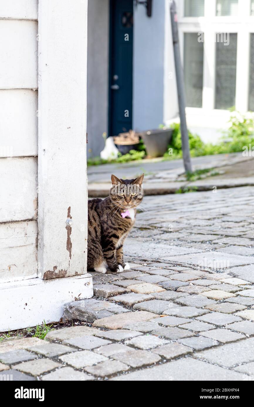 bergan cat