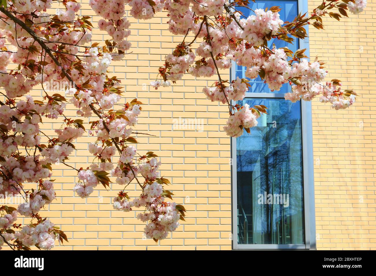 Beautiful blooming shrubs at the campus of The Jagiellonian University in Krakow, Poland. Stock Photo