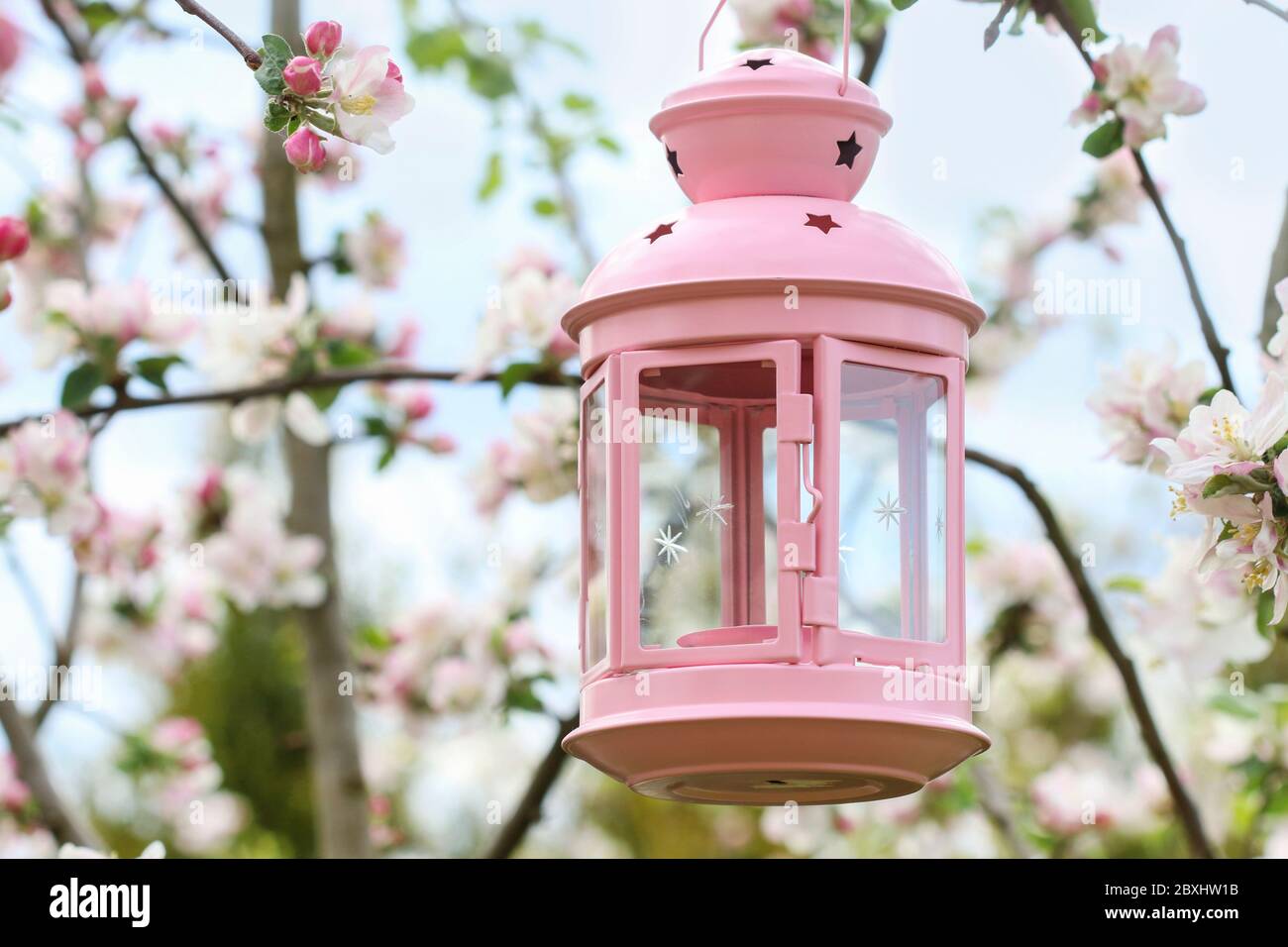 Beautiful pink lantern is hanging on a blooming apple tree branch in the garden. Outdoor party decoration. Stock Photo