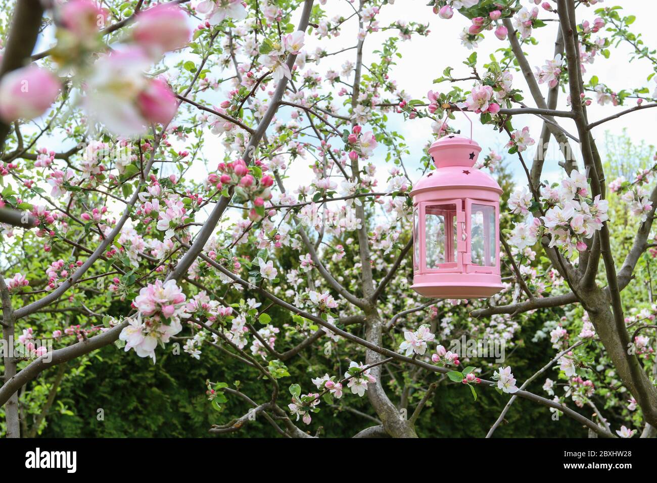 Beautiful pink lantern is hanging on a blooming apple tree branch in the garden. Outdoor party decoration. Stock Photo