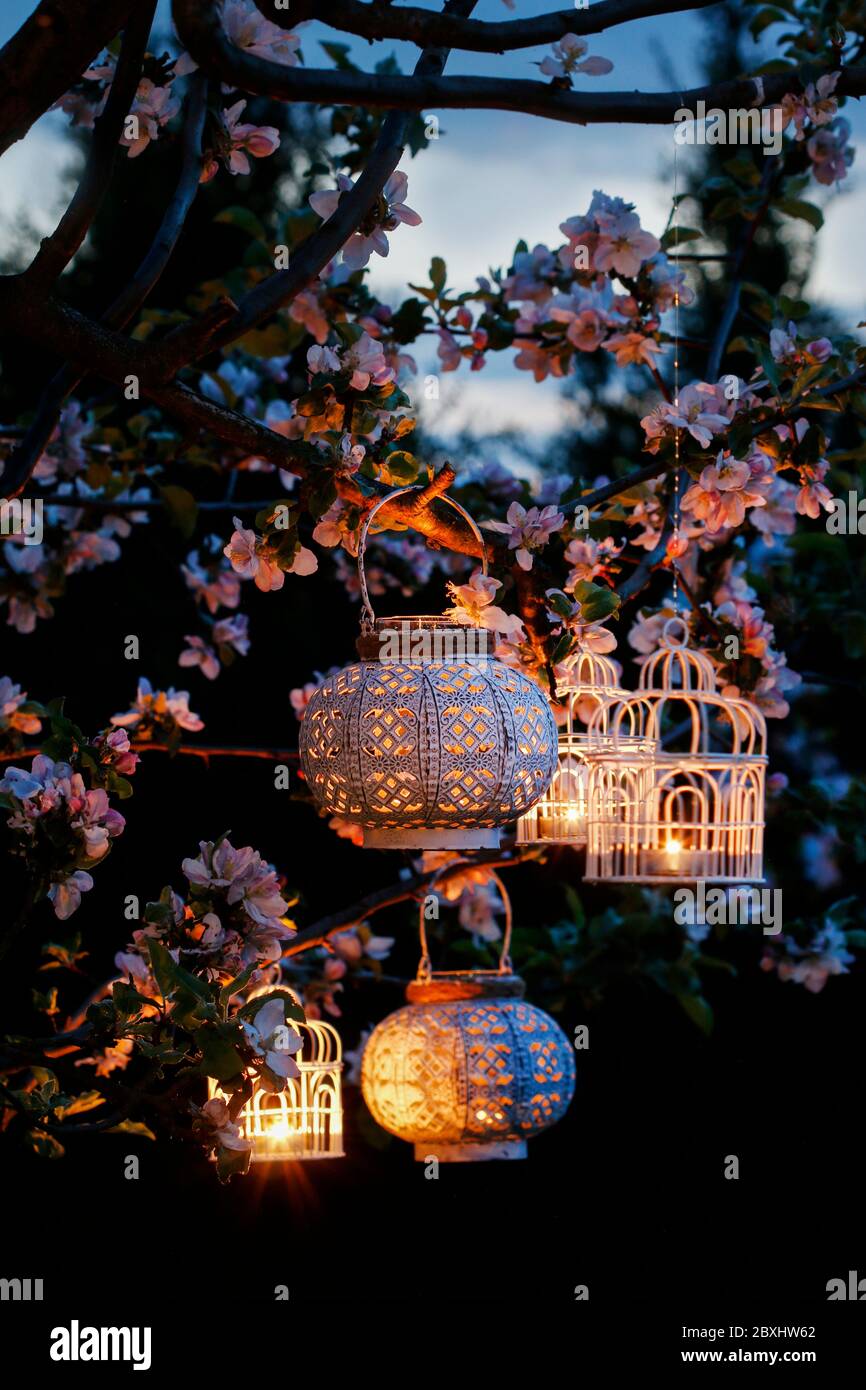 Beautiful white lanterns are hanging on a blooming apple tre branches. Garden party decoration. Stock Photo