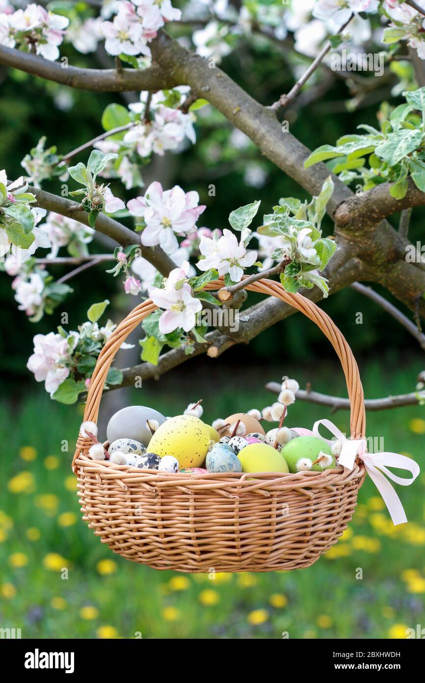 Wicker basket with Easter eggs is hanging on a blooming apple tree branch. Festive decor Stock Photo
