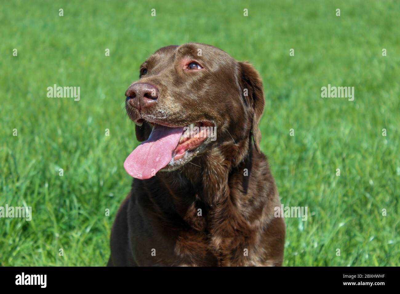 A beautiful chocolate Labrador standing in a field on a hot day with