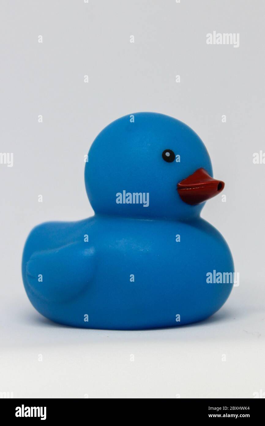 A blue runner duck on a plain white background Stock Photo - Alamy