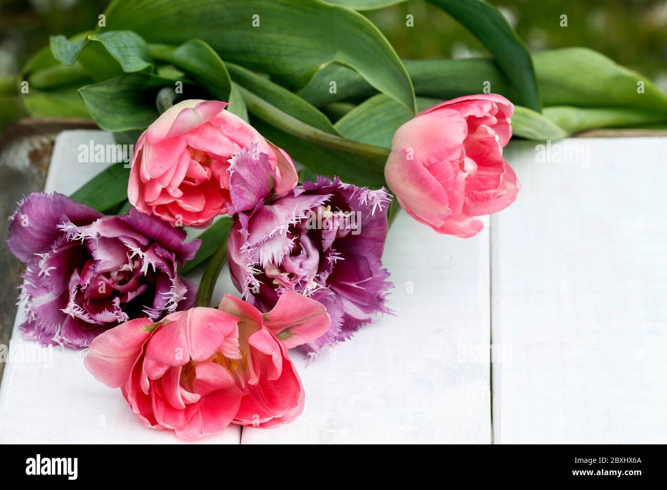 Beautiful pink tulips on wooden background. Copy space. Stock Photo