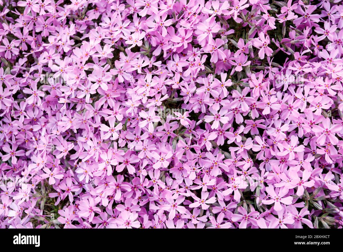 Pink phlox flowers in the garden. Spring time Stock Photo