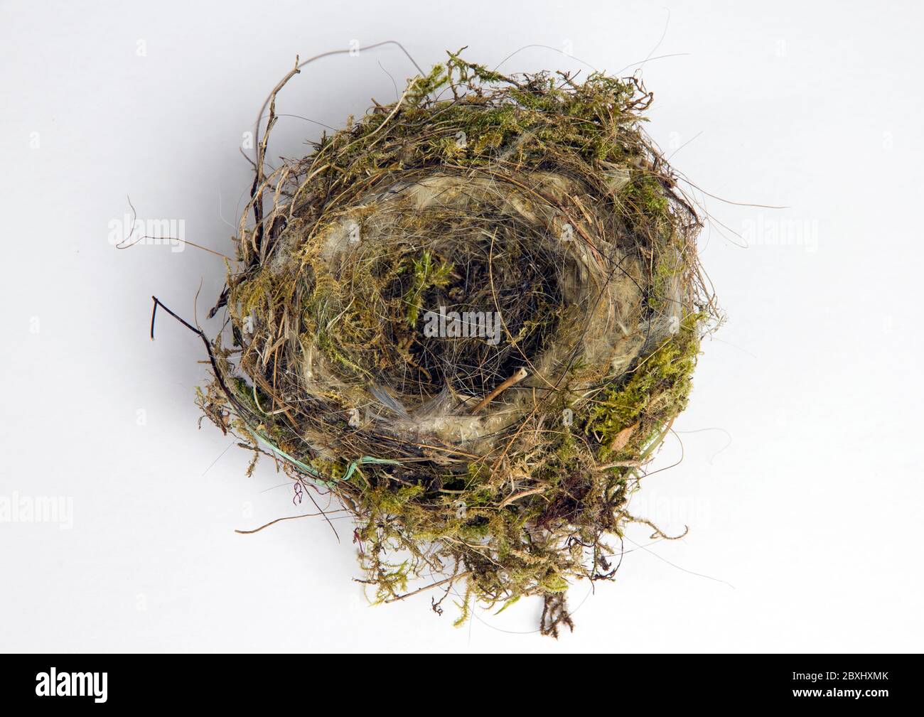 empty songbird nest Stock Photo