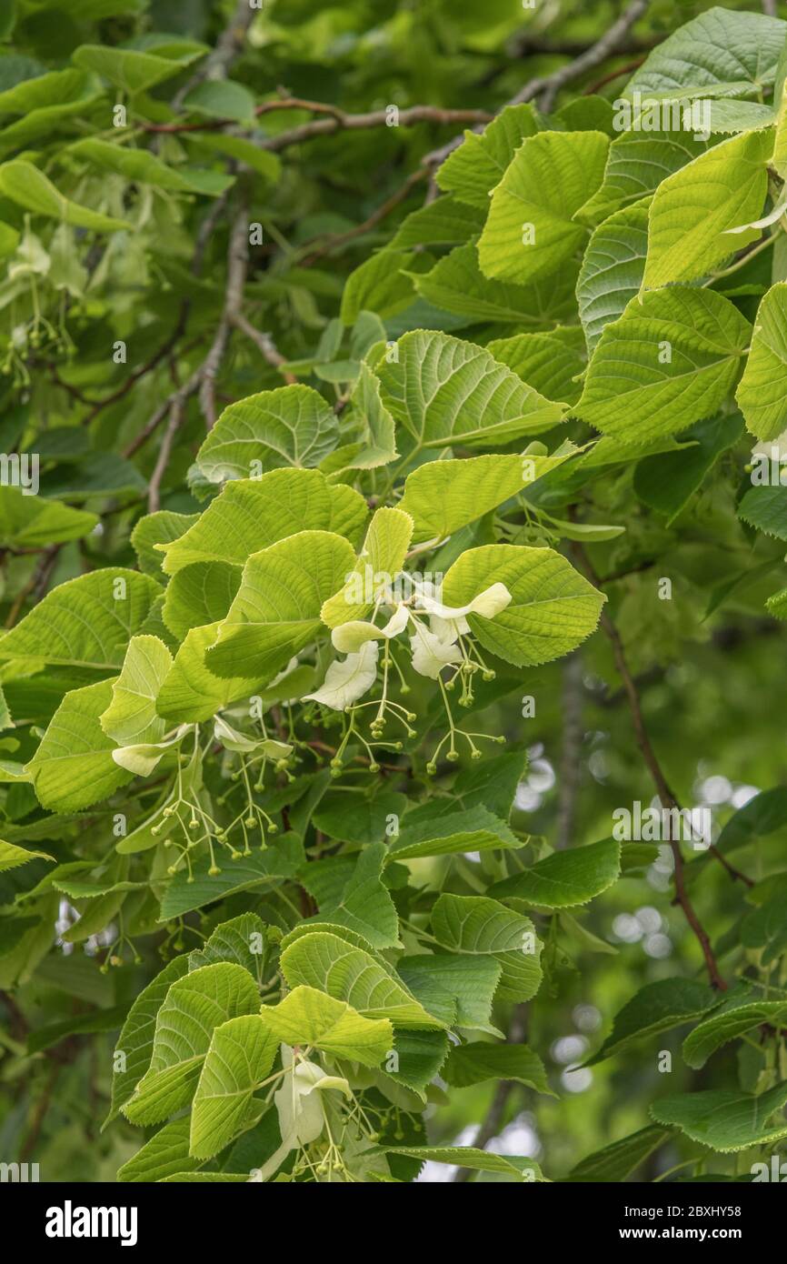 Flowers of a Common Lime / Tilia tree - Tilia europaea. The sweet smelling flowers were / are used to make Linden tea (a herbal tea). Stock Photo