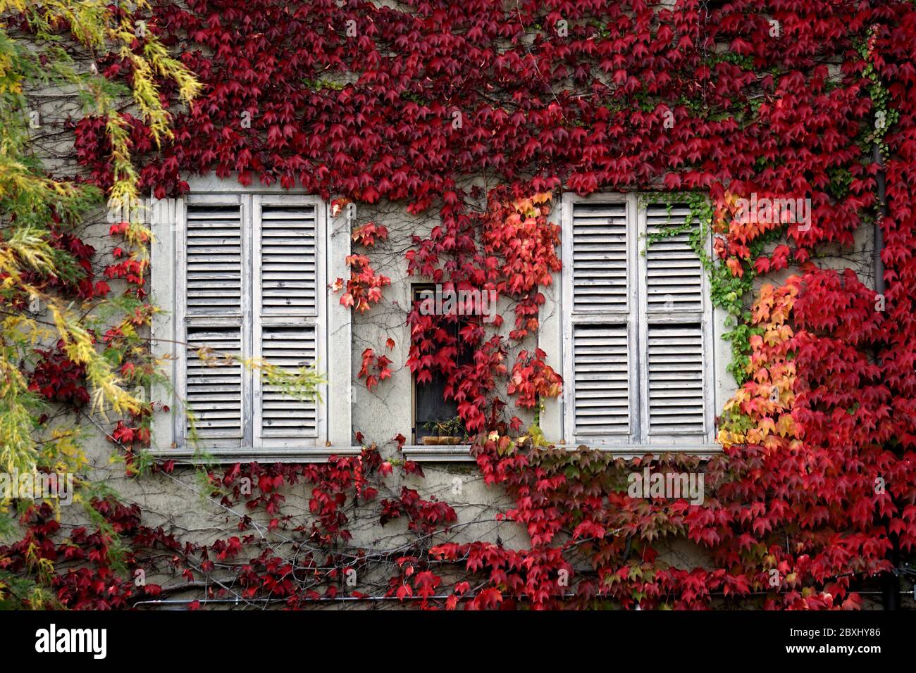 Mediterranean house facade with closed window shutters surrounded by red common ivy in Bergamo, Italy. Stock Photo