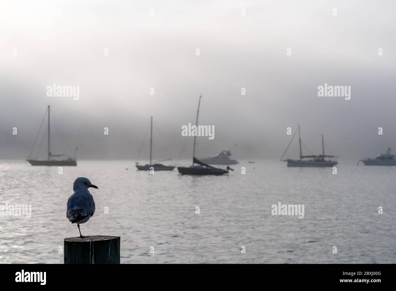 Silhouette of Seagull seeing at the sea with surround mist in background at Akarou Harbor, Canterbury, New Zealand. Stock Photo