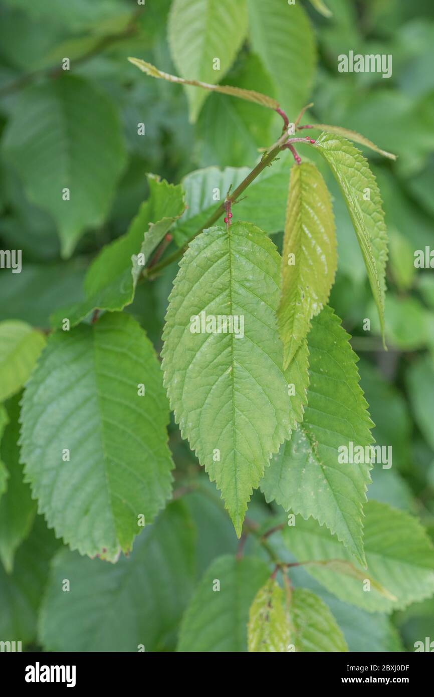 Cherry Tree Leaves High Resolution Stock Photography And Images Alamy
