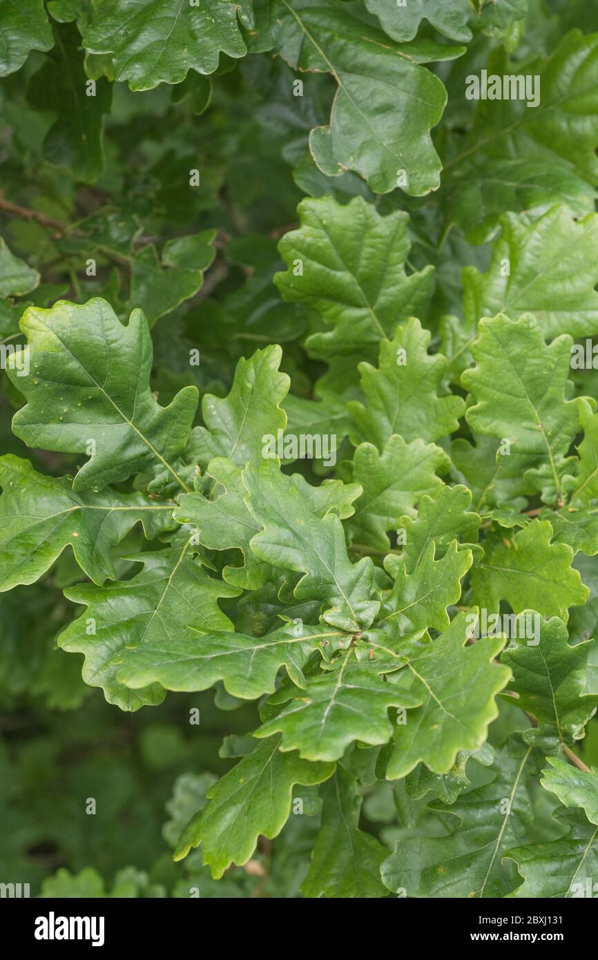 Cluster of summer green oak leaves (believed to belong to Quercus robur / Pedunculate Oak specimen). Oak was used in herbal remedies and tanning. Stock Photo