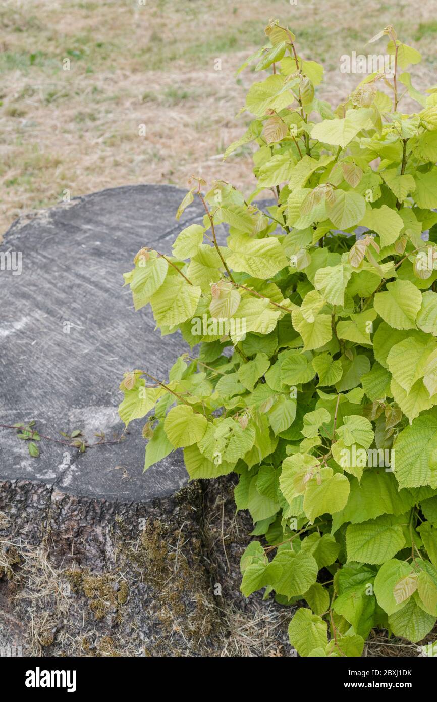 Tree stump of Common Lime / Tilia tree - Tilia europaea with leaf suckers growing from side. Flowers of Lime were used to make Linden tea (herbal tea) Stock Photo