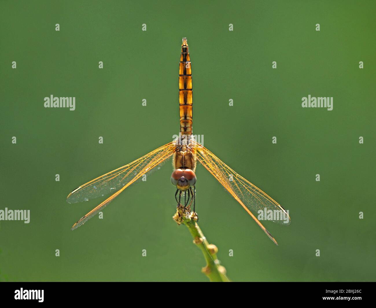 symmetrical view of balancing upright female Violet Dropwing dragonfly (Trithemis annulata) perched on twig in Tsavo East National Park, Kenya, Africa Stock Photo