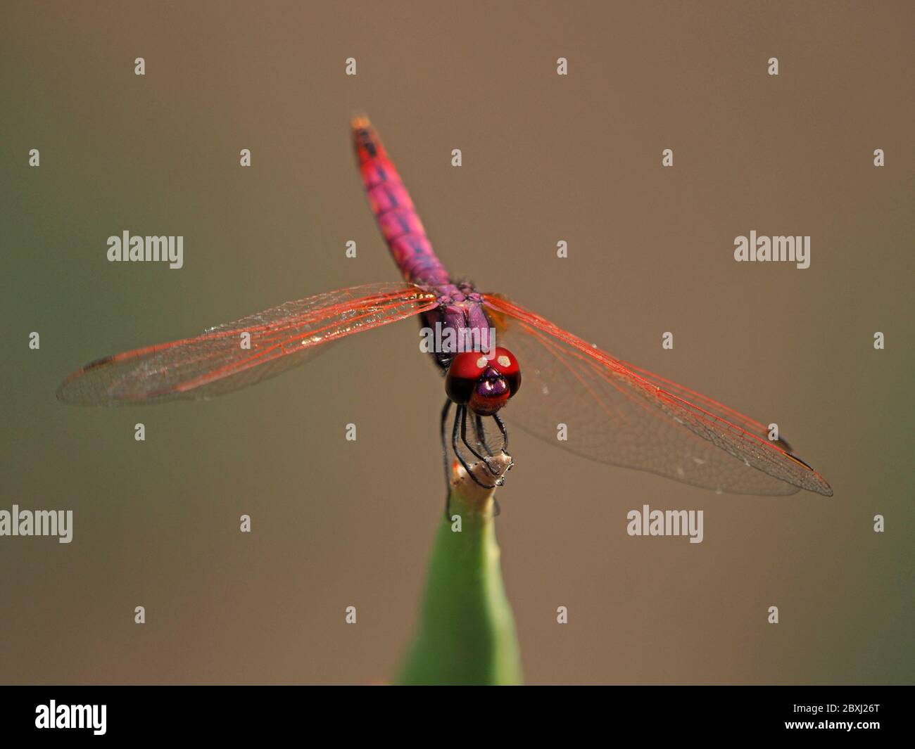 male Violet Dropwing dragonfly (Trithemis annulata) perched on pointed tip of Aloe leaf in Tsavo East National Park,Kenya, Africa Stock Photo