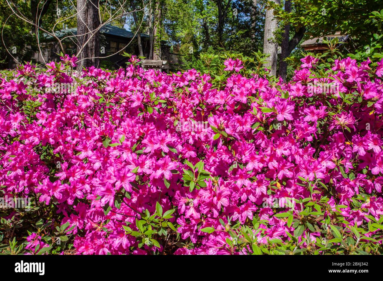 Azaleas, Rhodendron x ENCORE 'AUTUMN ROYALTY', at Mercer Arboretum and Botanical Gardens in Spring, Texas. Stock Photo