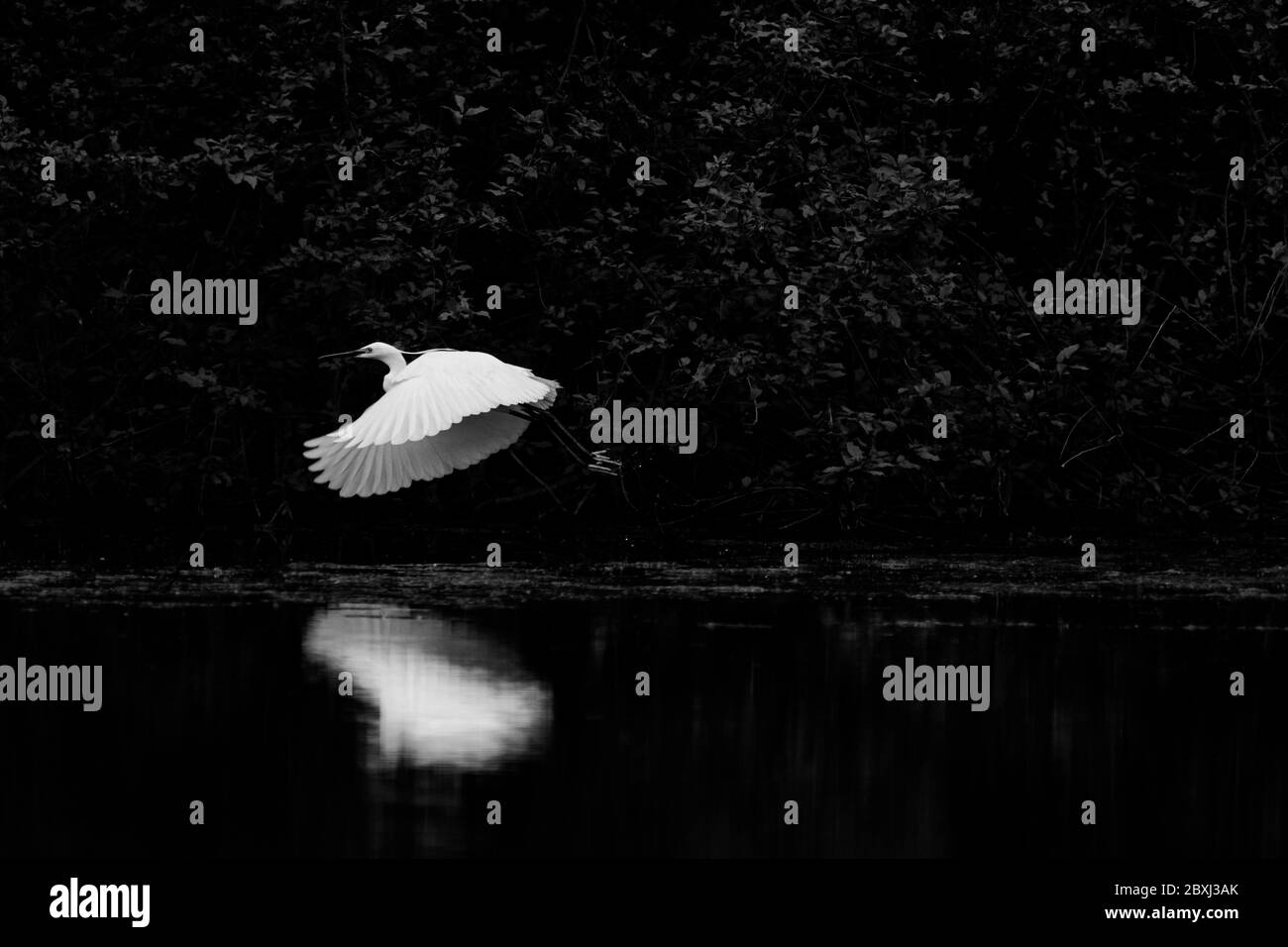 Reflections of bird wings on the water Stock Photo