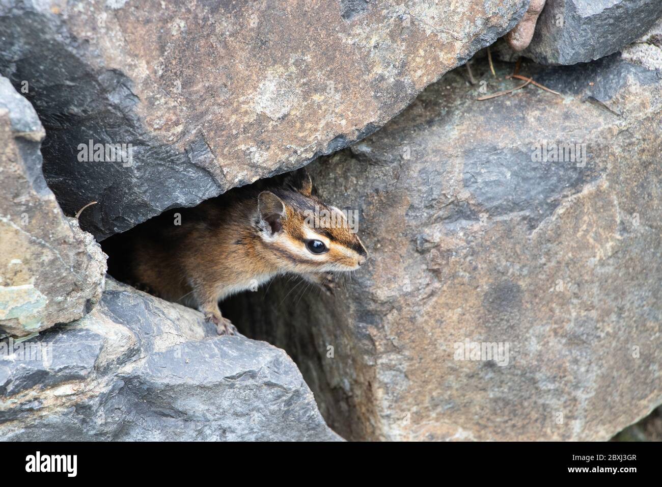Closeup of a cute chipmunk hiding in a rock wall Stock Photo