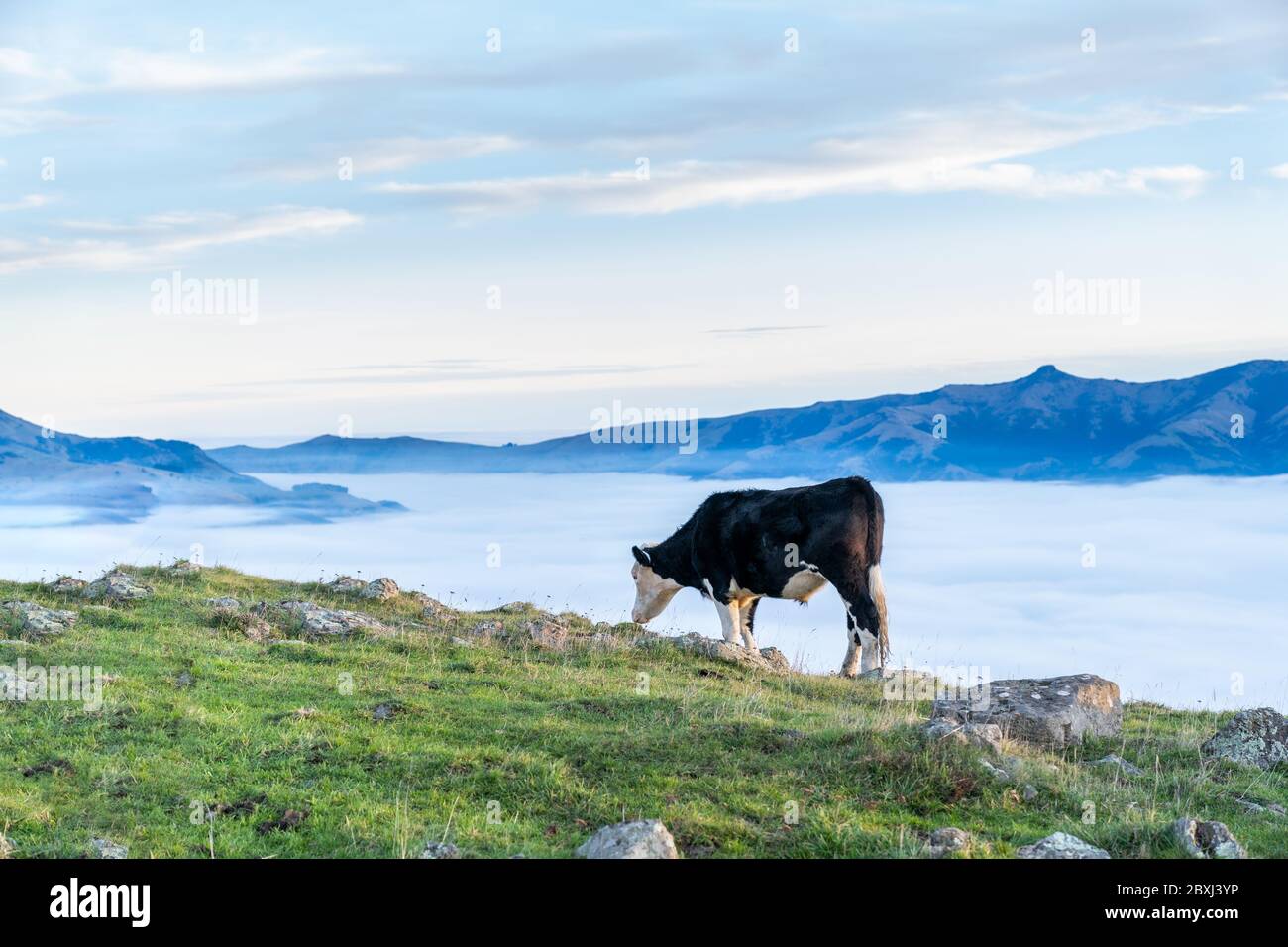the cow is grazing at the top of the Bank Peninsula, Canterbury, New Zealand. Stock Photo