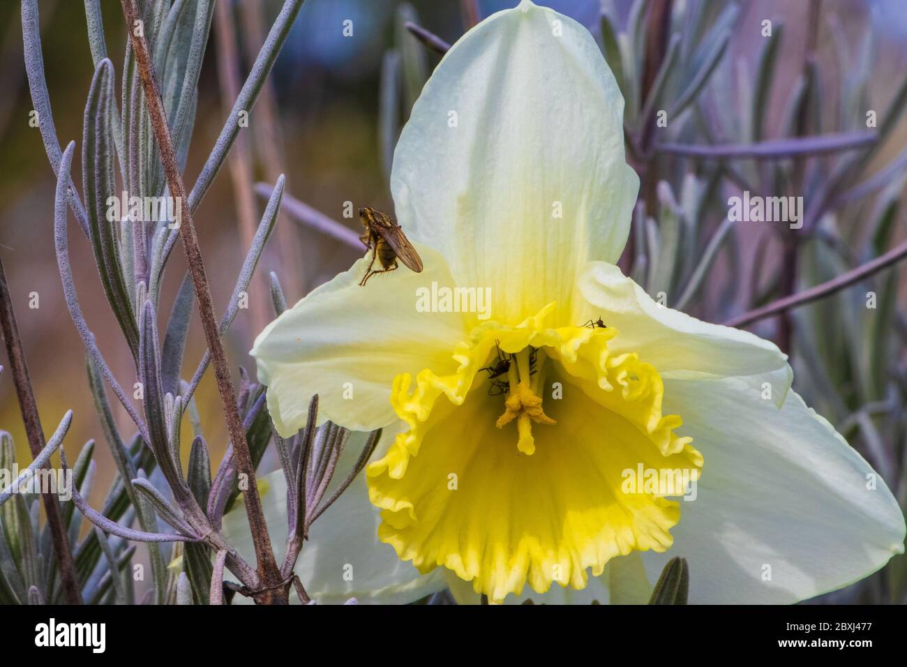 Daffodil stigma hires stock photography and images Alamy