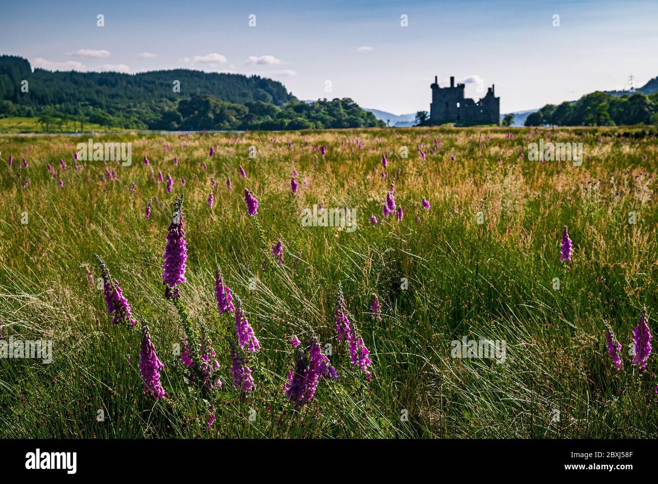 Scottish rural summer landscape with a field full of purple wildflowers and silhouette of Kilchurn Castle in the background. Stock Photo