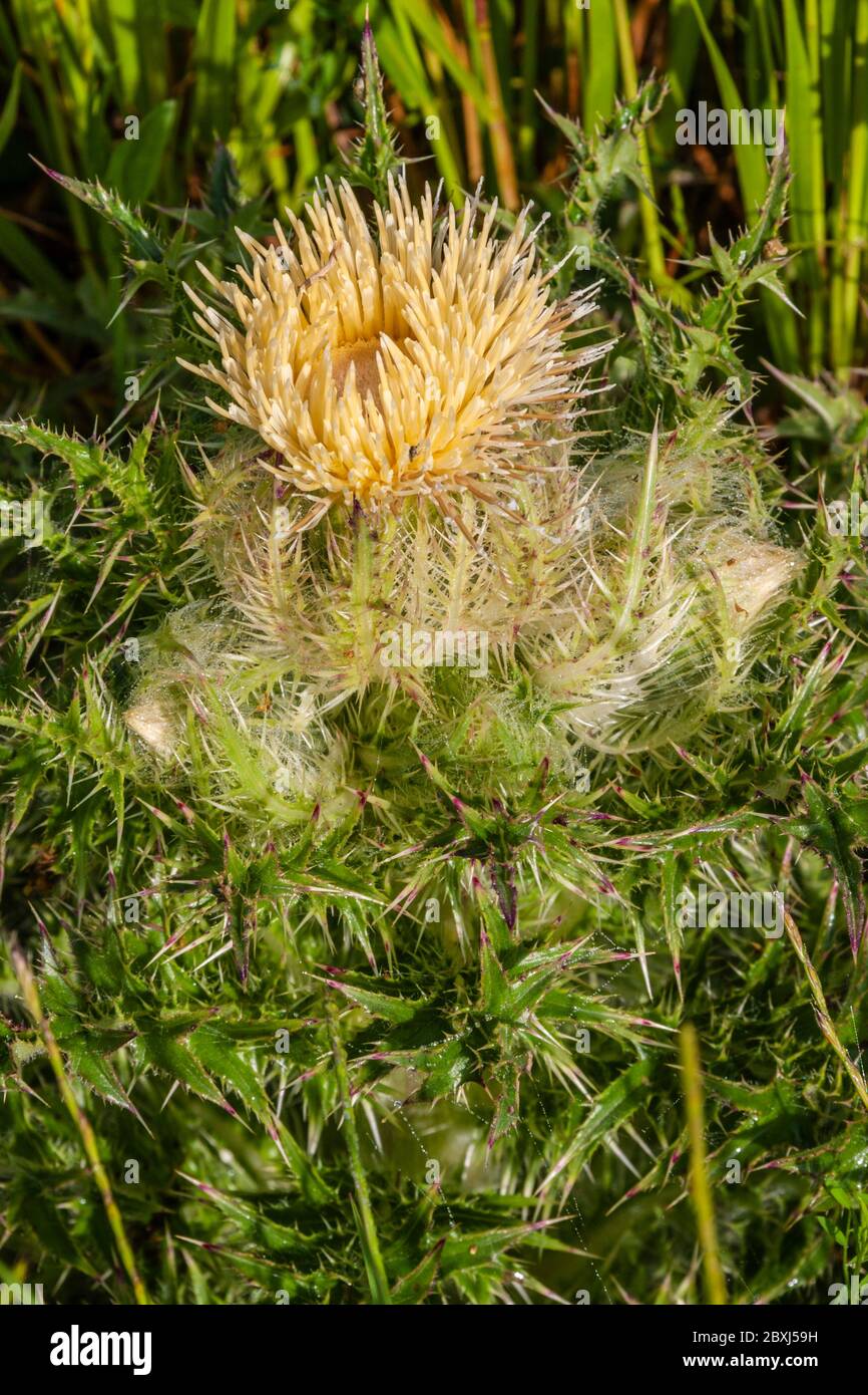 Yelllow Thistle (or Bull Thistle), Cirsium horridulum, on the side of the road on Texas highway 362. Stock Photo