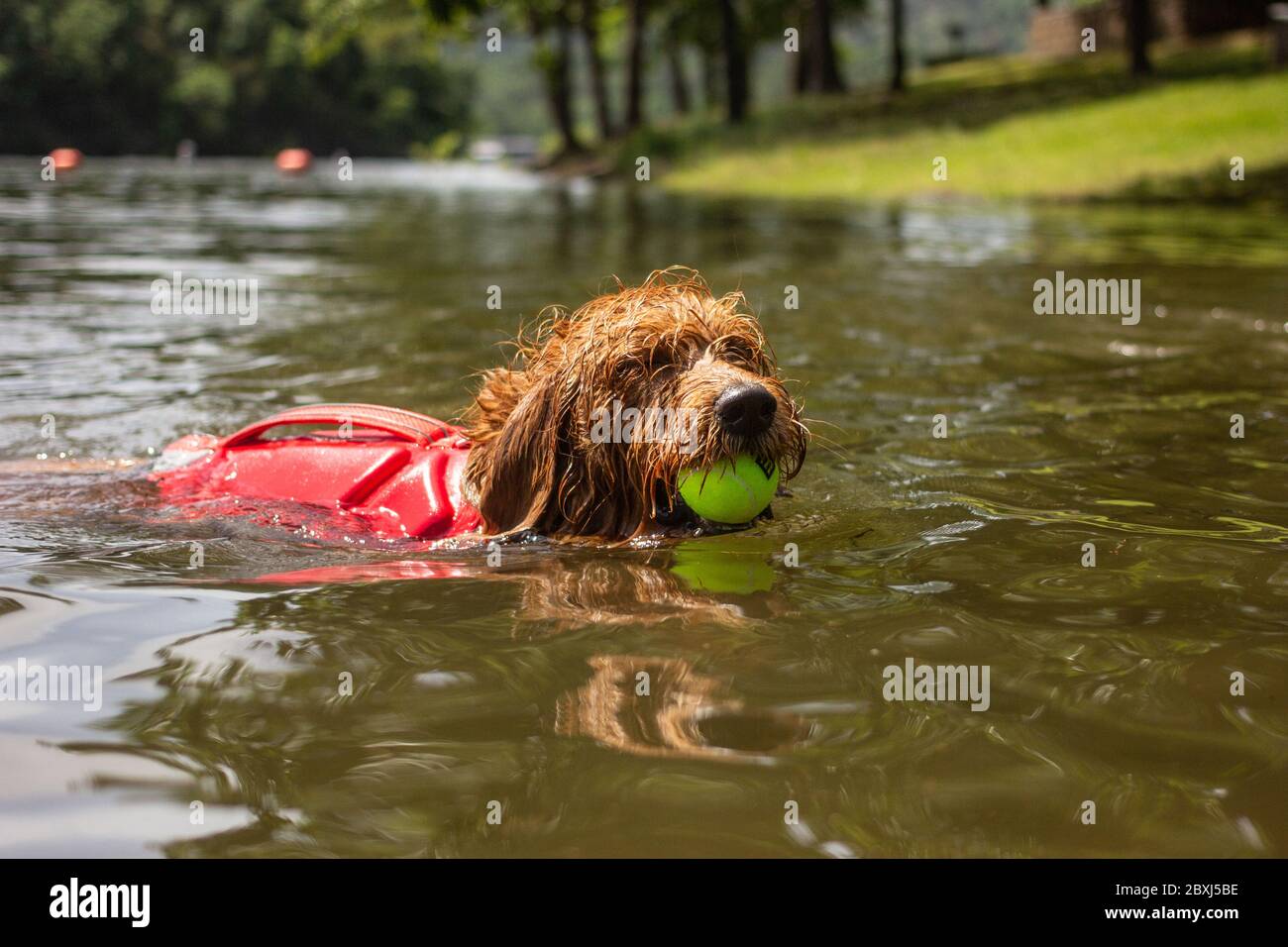 Golden Doodle with Life Jacket Swimming After A Tennis Ball In the Lake Stock Photo