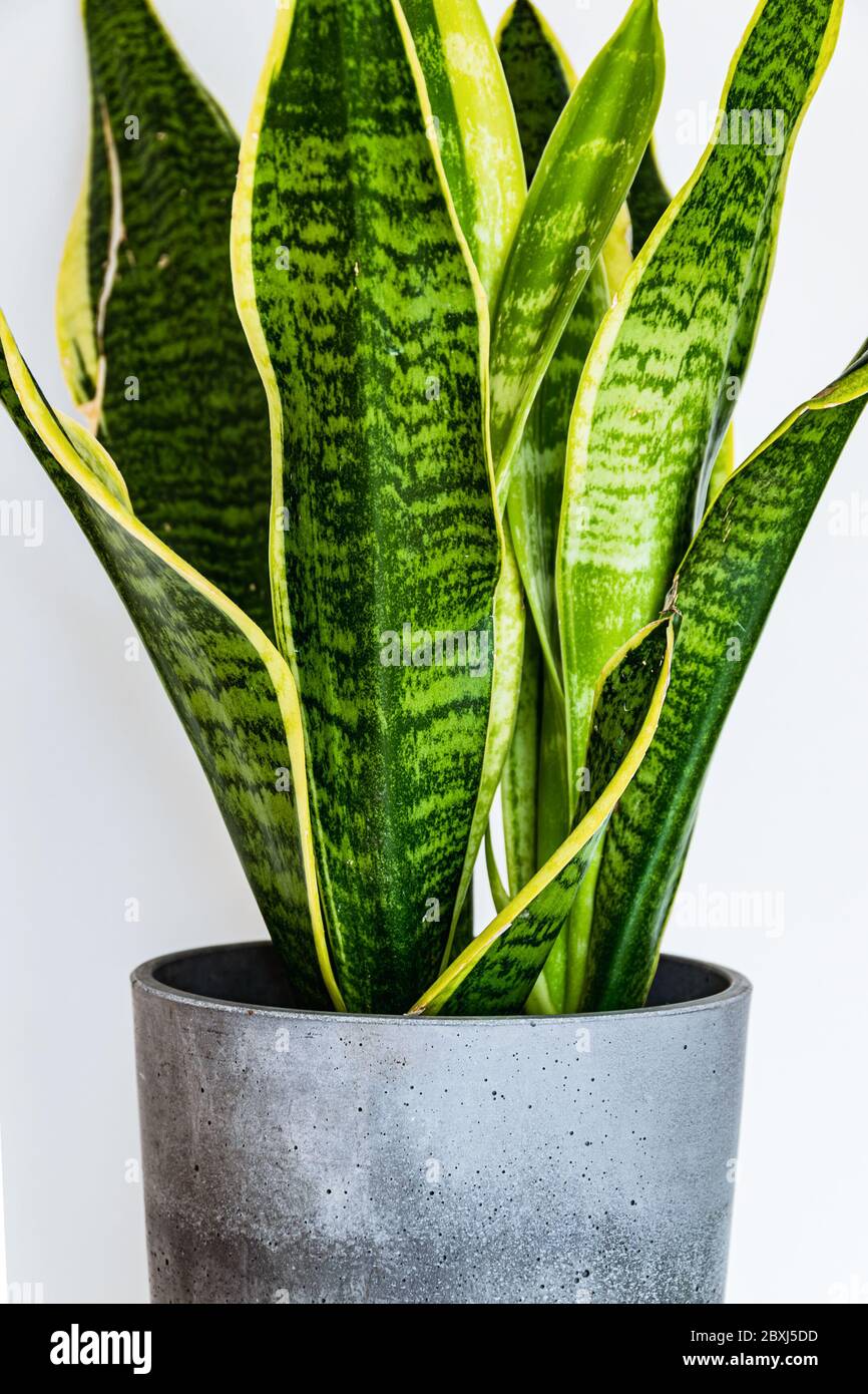 Close-up on the leaves of a snake plant (sansevieria trifasciata var. Laurentii) in a concrete planter. Attractive houseplant detail. Stock Photo