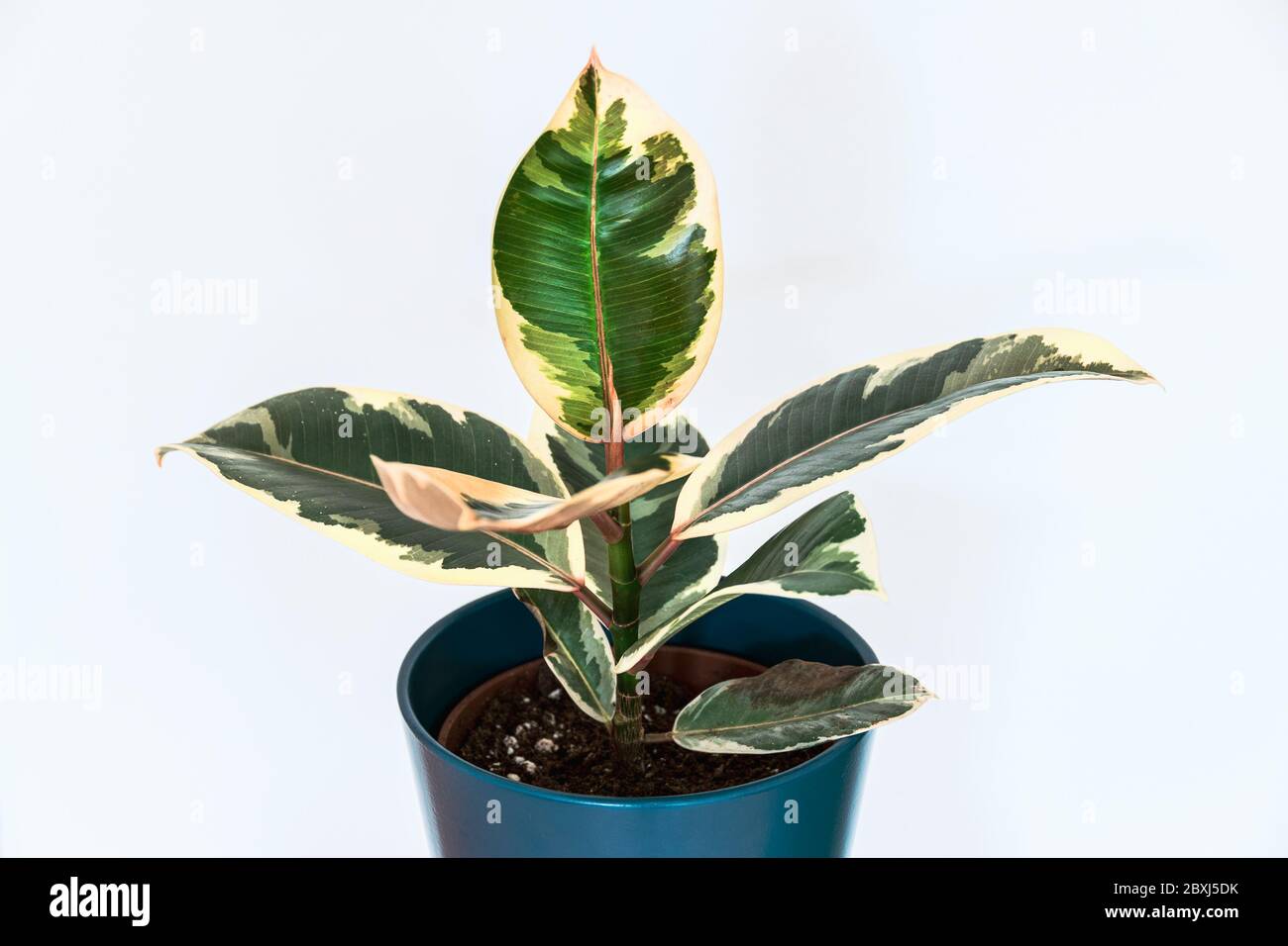 Variegated foliage of ficus elastica var. 'Tineke' houseplant on a white background. Trendy houseplant detail in a blue pot against bright backdrop. Stock Photo