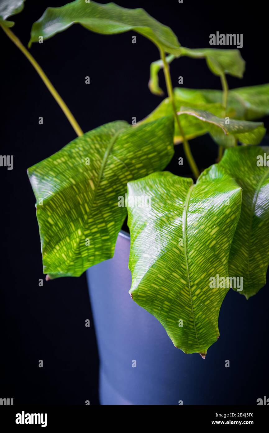 Calathea musaica (calathea network) houseplant leaf on dark background. Striking houseplant detail on dark background. Stock Photo