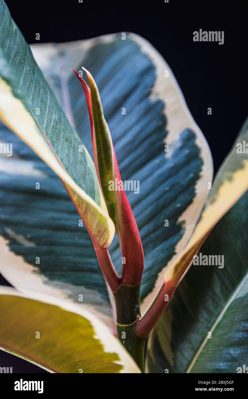 New leaf forming on a Ficus Elastica var. Tineke houseplant. Stock Photo