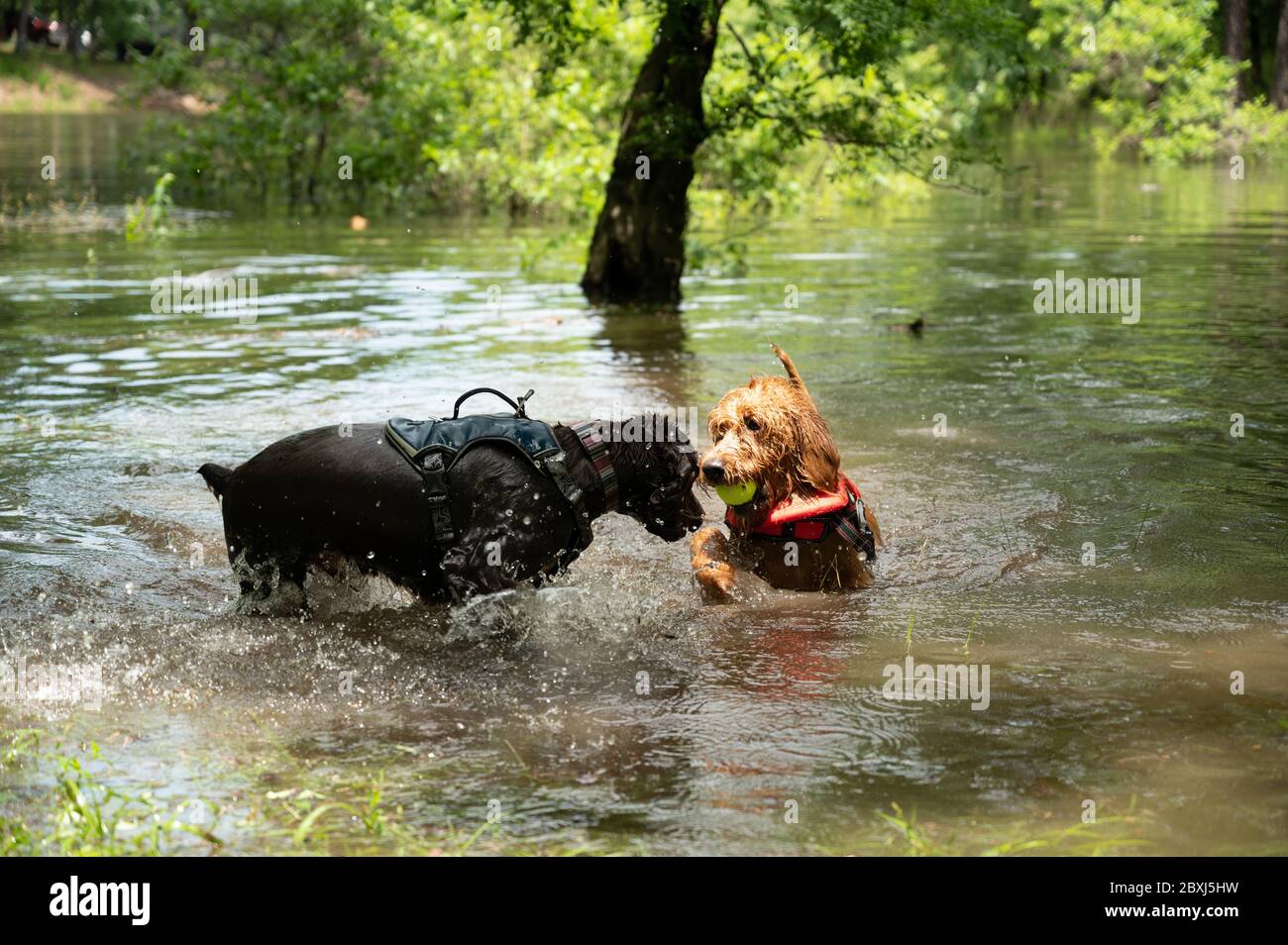 Two dogs playing in a public lake- black lab and golden doodle Stock Photo