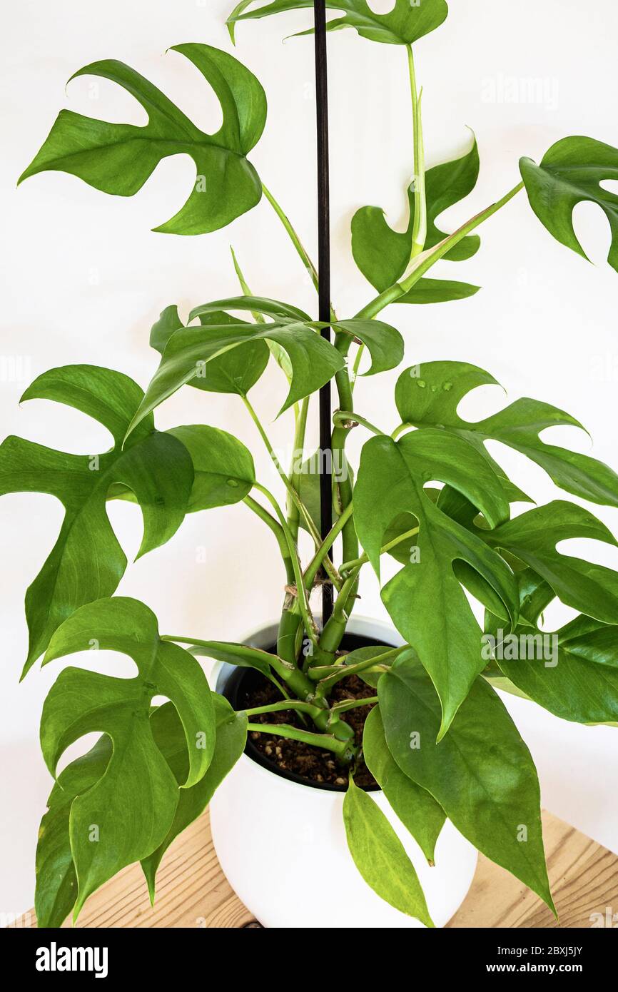 Monstera minima (Rhapidophora Tetrasperma) exotic houseplant on white  background. Exotic plant with lush green foliage detail on a wooden plant  stand Stock Photo - Alamy