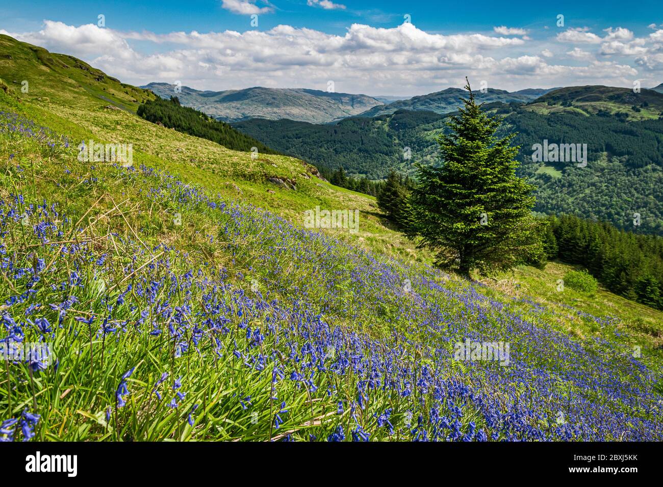 Field of charming wild blue bells near Arrochar, Scotland. Scottish lush green landscape a sunny spring day. Stock Photo