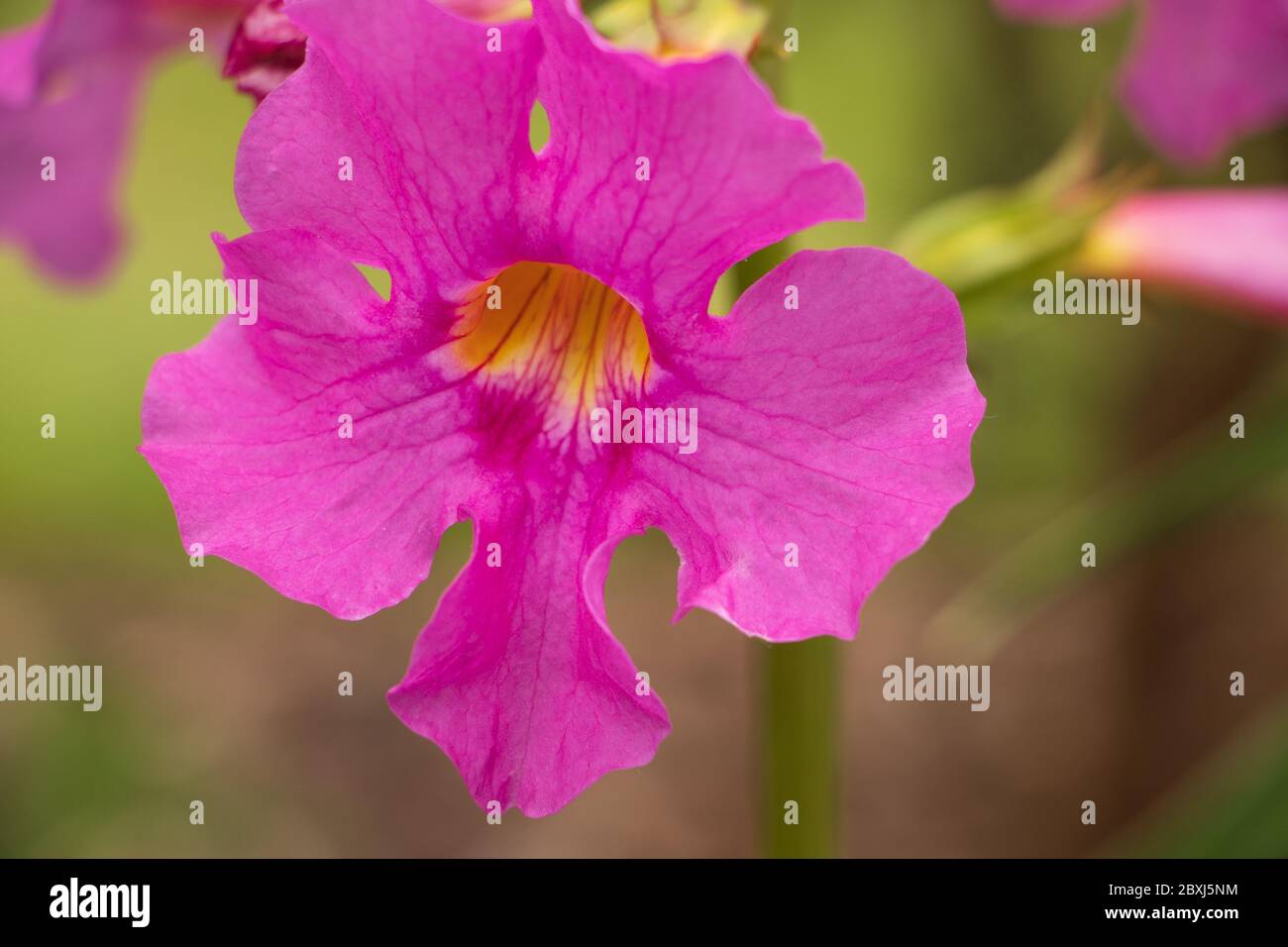 Closeup of a single pink and yellow gloxinia fern blossom Stock Photo