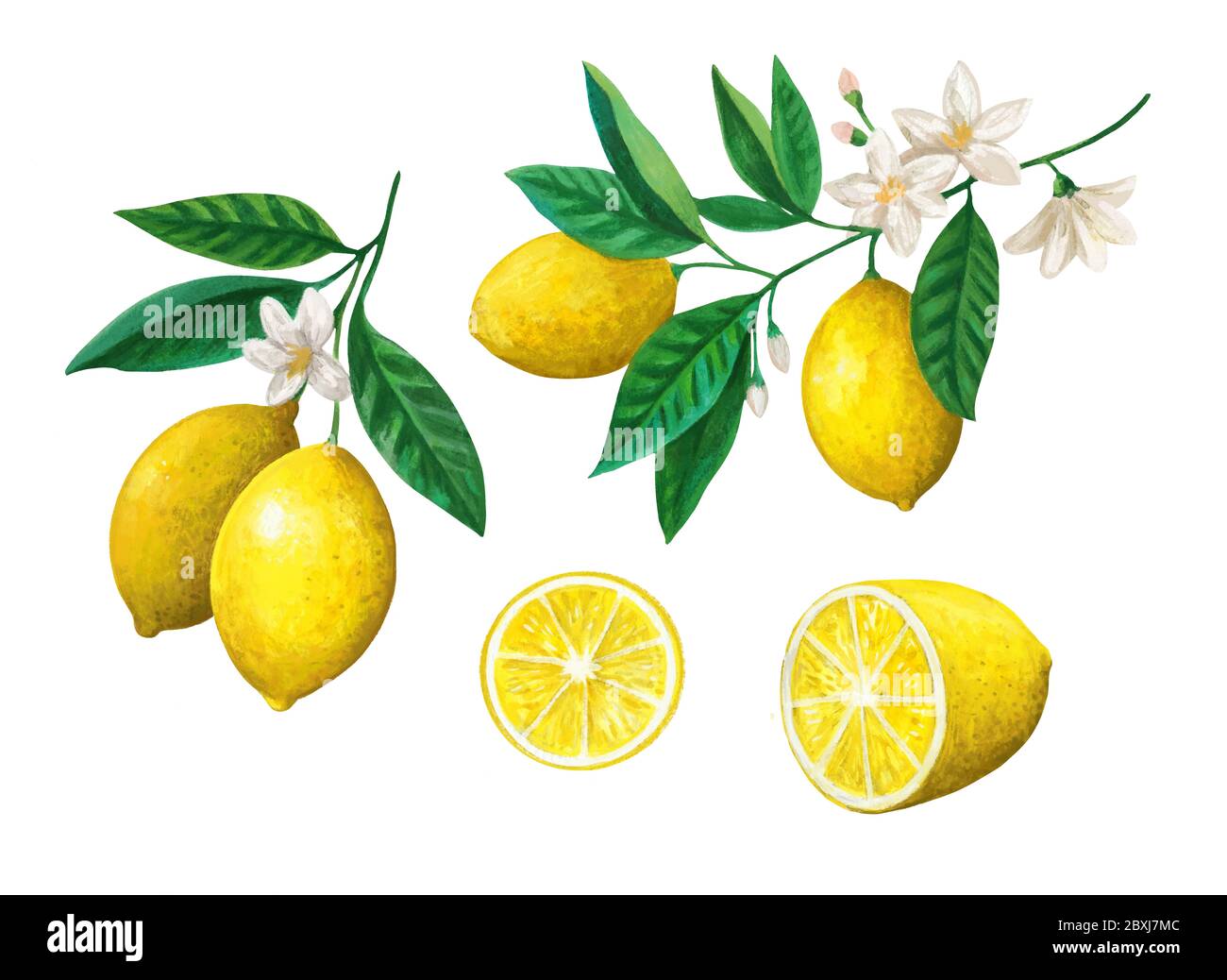 Hand drawn botanical illustration. Fresh lemon fruits slice, branches