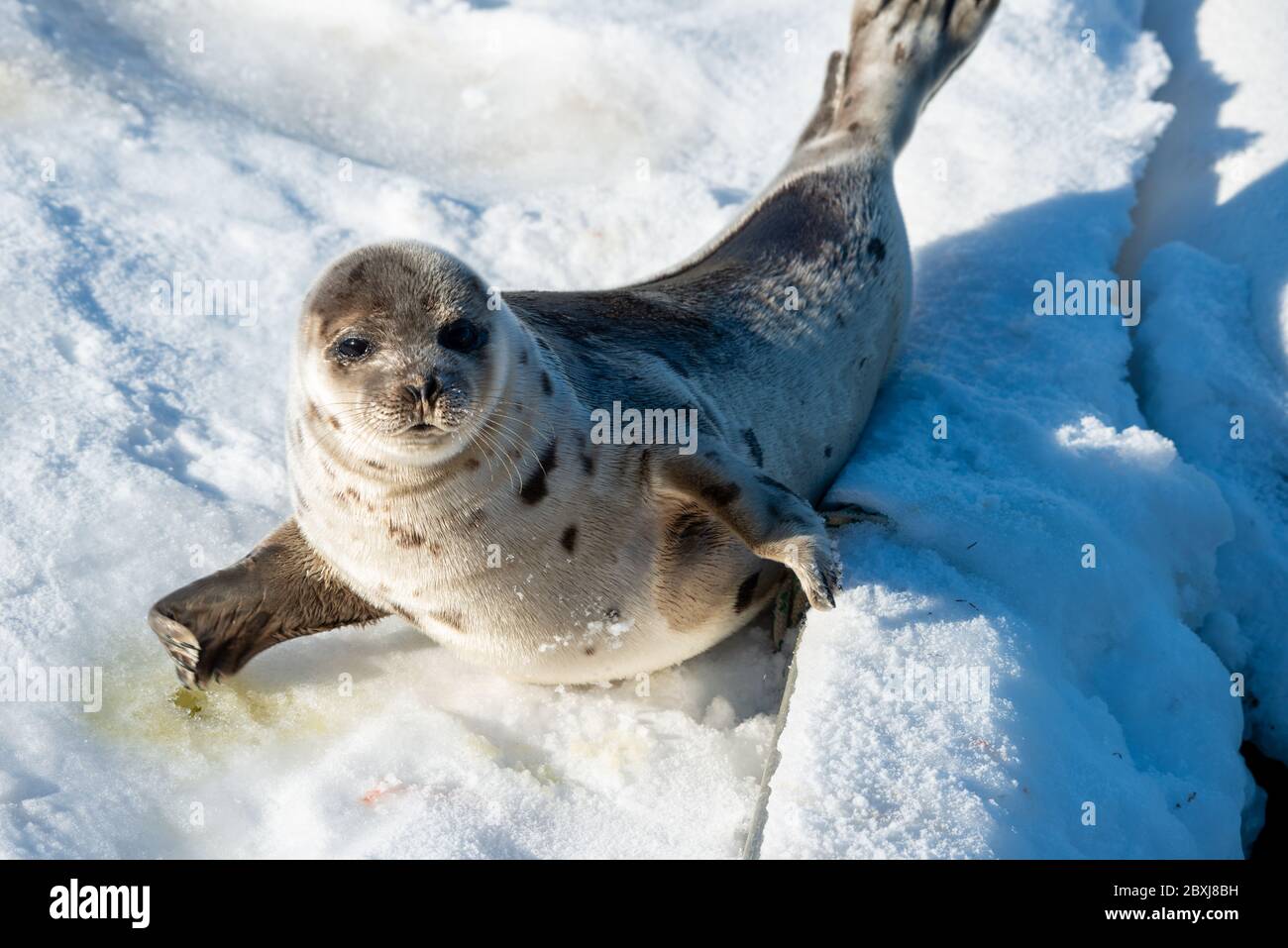 A young harp seal lays on a bed of white snow with the sun shining on its soft grey fur coat with dark spots. Stock Photo