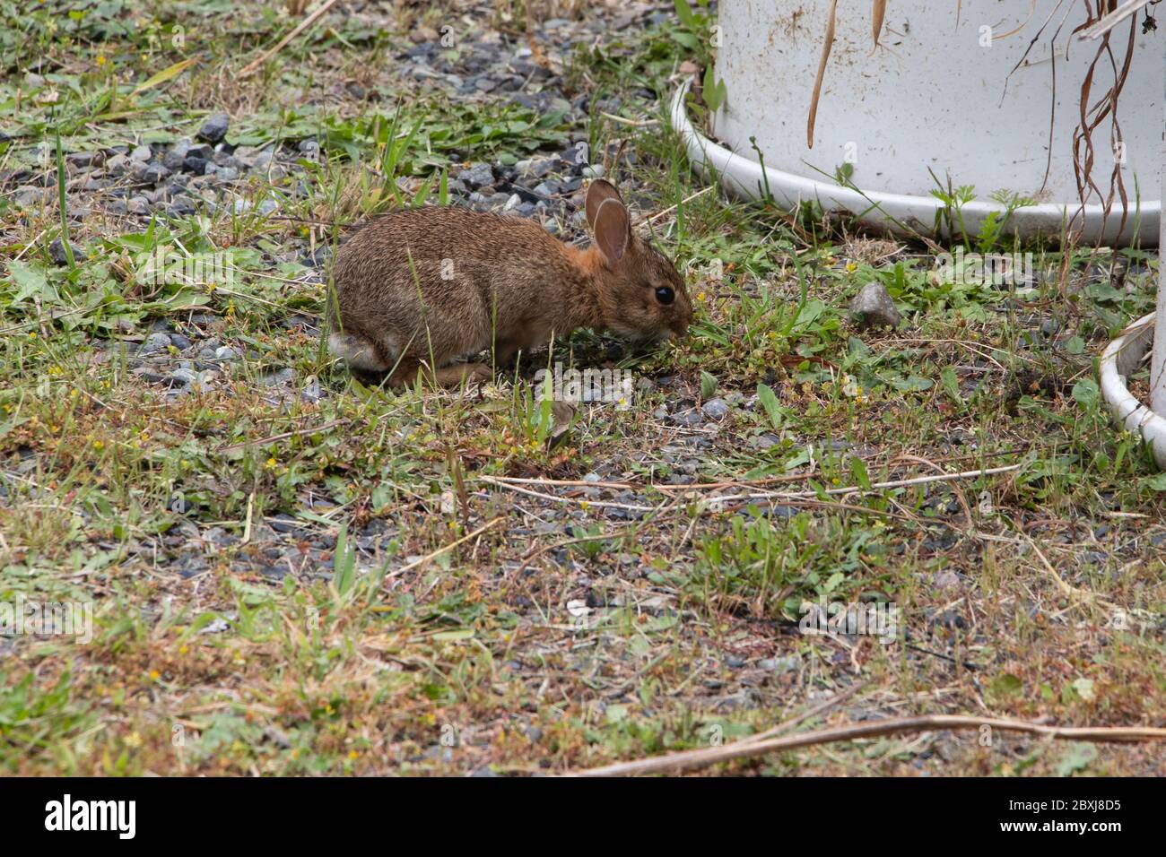 A cute baby bunny grazing near the flower pots Stock Photo - Alamy