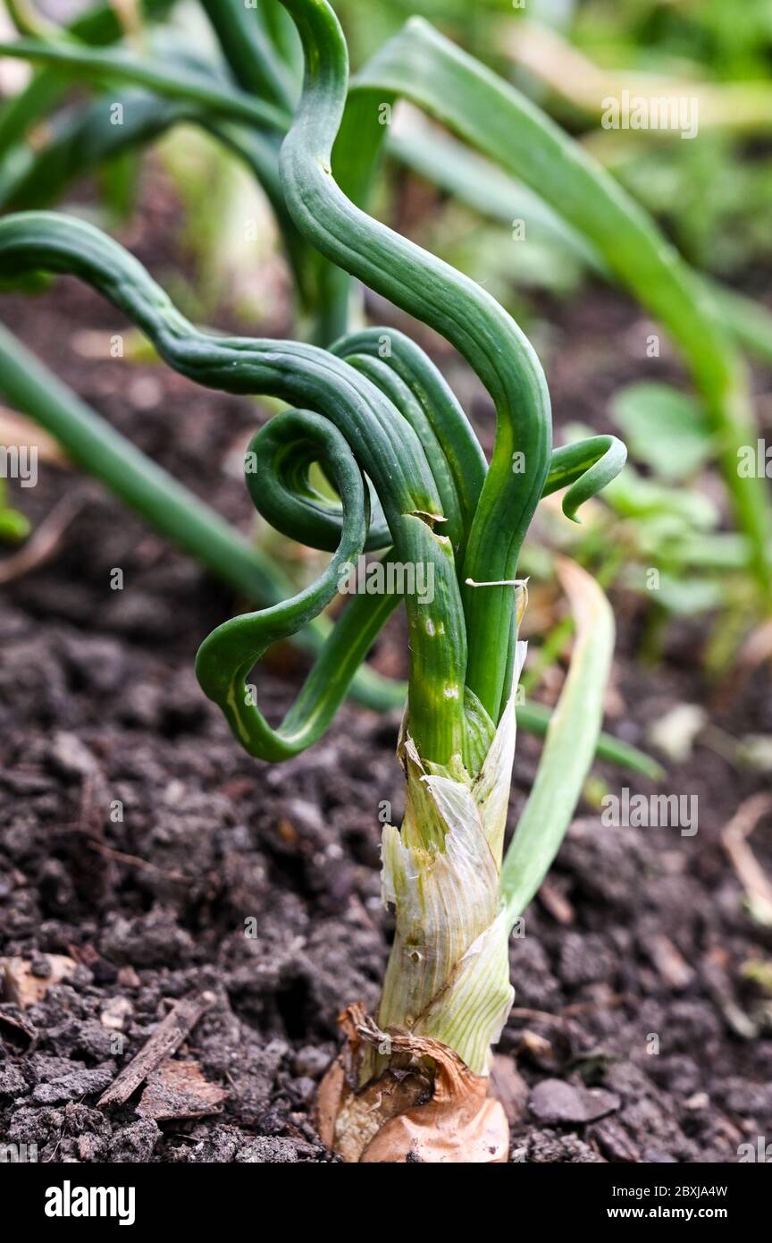 Distorted leaves of an onion affected by the allium leaf miner, Phytomyza gymnostoma. Stock Photo