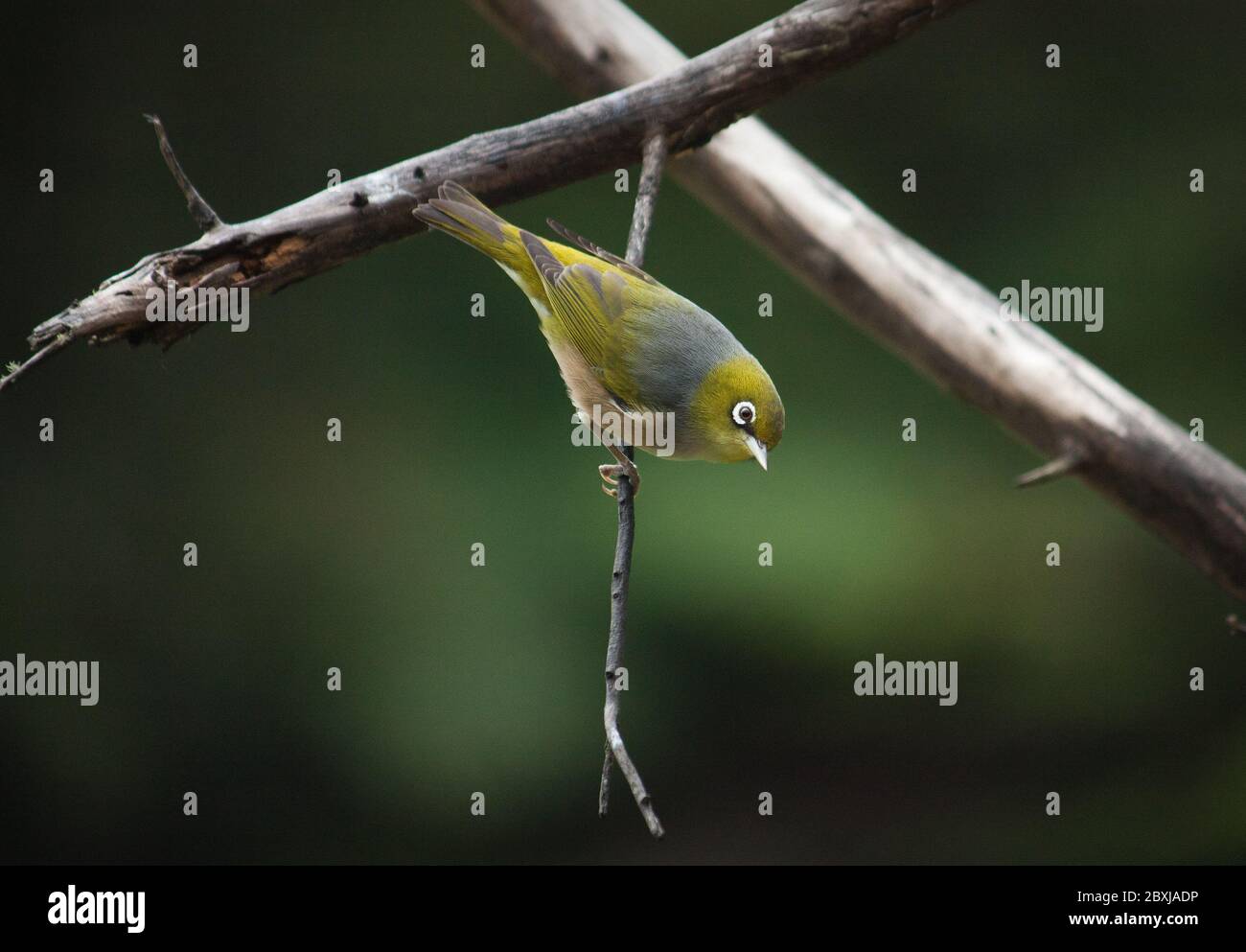 Wax Eye bird from New Zealand Stock Photo Alamy
