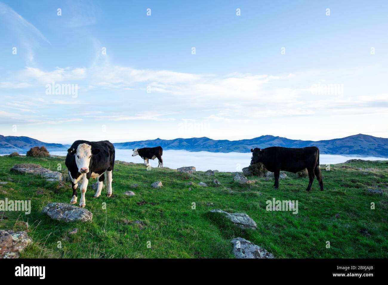 the cow is grazing at the top of the Bank Peninsula, Canterbury, New Zealand. Stock Photo