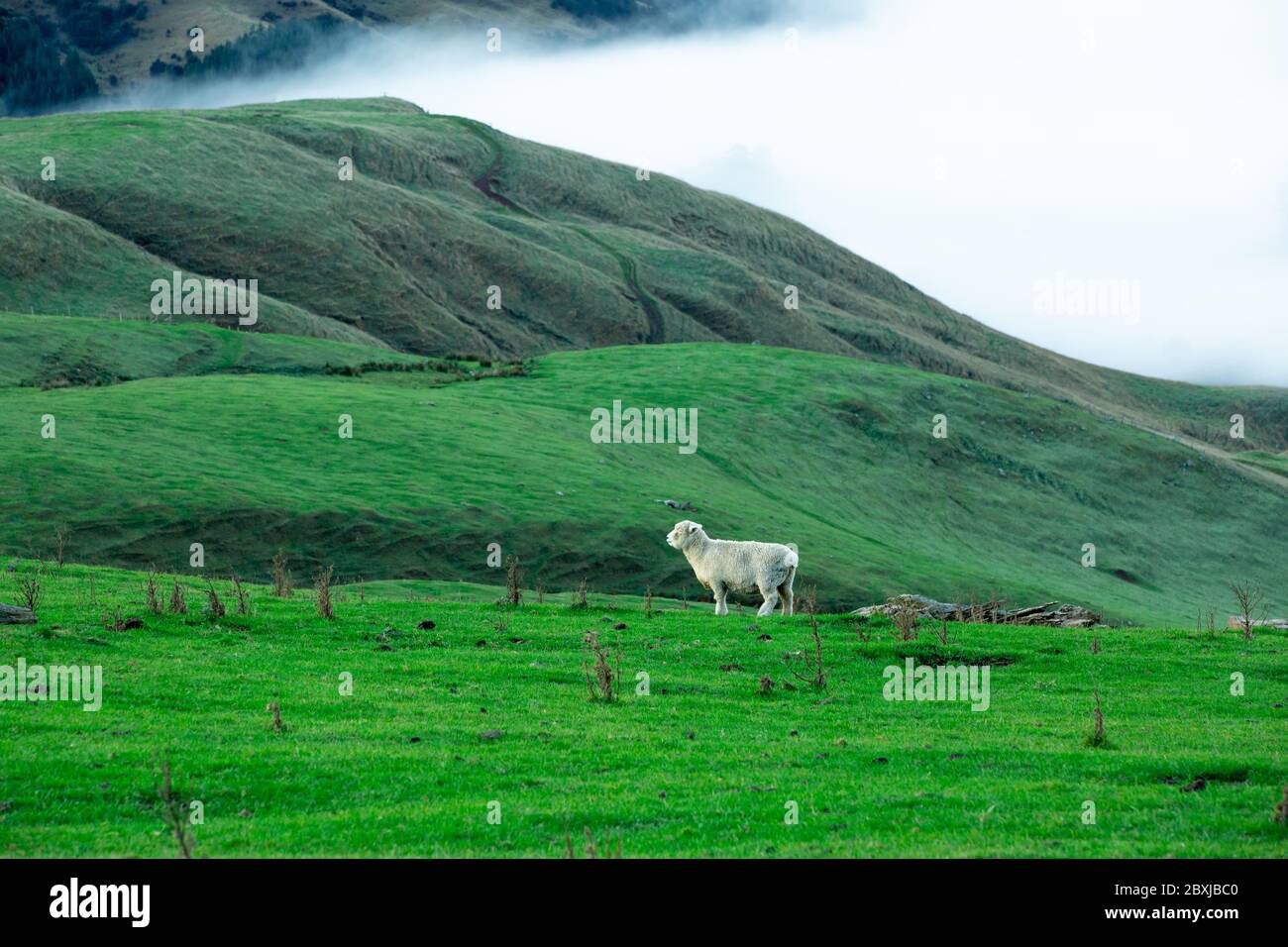 the sheep is grazing at the top of the Bank Peninsula, Canterbury, New Zealand. Stock Photo