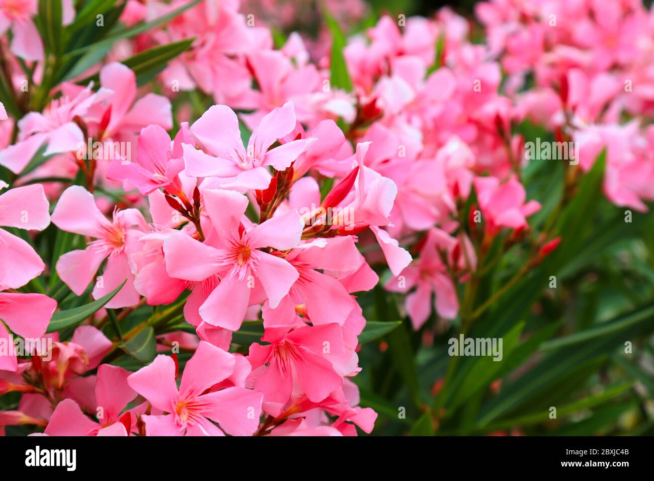 Flowers of pink oleander, Nerium oleander, bloomed in the spring. Shrub, a small tree, cornel Apocynaceae family, garden plant. Pink summer oleander Stock Photo